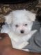 Maltese Puppies for sale in Idaho Falls, ID, USA. price: $1,400