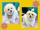 Maltese Puppies for sale in Tempe, AZ, USA. price: $1,200