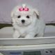 Maltese Puppies for sale in Los Angeles, CA, USA. price: $560