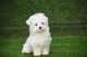 Maltese Puppies for sale in Pune, Maharashtra, India. price: 65,000 INR