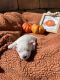 Maltese Puppies for sale in Jacksonville, FL, USA. price: $1,800
