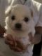 Maltese Puppies for sale in Long Beach, CA 90805, USA. price: $200