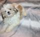 Maltese Puppies for sale in KS-47, Kansas, USA. price: $900