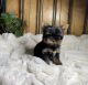 Maltese Puppies for sale in 83 Overlook Rd, Asheville, NC 28803, USA. price: $3,200
