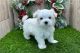 Maltese Puppies for sale in Zambales, Philippines. price: 15,000 PHP