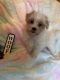 Maltese Puppies for sale in Joelton, Nashville, TN 37080, USA. price: $1,200