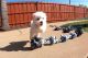 Maltese Puppies for sale in Rogersville, Tennessee. price: $400