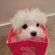 Maltese Puppies for sale in Lihue, Hawaii. price: $500