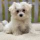 Maltese Puppies for sale in Autryville, North Carolina. price: $550