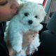 Maltese Puppies for sale in Indianapolis, Indiana. price: $400