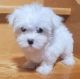 Maltese Puppies for sale in Memphis, Tennessee. price: $400