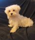 Maltese Puppies for sale in Charlotte, NC, USA. price: $568