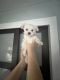 Maltese Puppies for sale in South Bend, IN, USA. price: $1,300