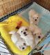 Maltese Puppies for sale in El Paso, Texas. price: $565