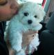 Maltese Puppies for sale in Indianapolis, Indiana. price: $500