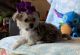 Maltese Puppies for sale in Phoenix, Arizona. price: $350