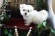 Maltese Puppies for sale in Salt Lake City, Utah. price: $500