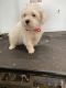 Maltese Puppies for sale in Benson, NC 27504, USA. price: $800