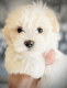 Maltese Puppies for sale in Dallas, Texas. price: $800