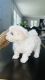 Maltese Puppies for sale in Charlotte, North Carolina. price: $1,000