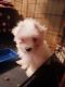 Maltese Puppies for sale in Worthington, Indiana. price: $600