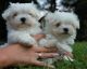 Maltese Puppies for sale in Raleigh, North Carolina. price: NA