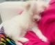 Maltese Puppies for sale in Berkeley Heights, New Jersey. price: $5,000