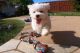 Maltese Puppies for sale in Raleigh, North Carolina. price: $450