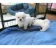 Maltese Puppies for sale in Columbus, New Jersey. price: $460