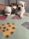 Maltese Puppies for sale in Coolidge, Arizona. price: $1,800
