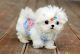 Maltese Puppies for sale in New York, New York. price: $450