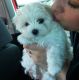 Maltese Puppies for sale in Kansas City, Missouri. price: $400