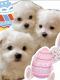 Maltese Puppies for sale in San Antonio, TX, USA. price: $900