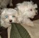 Maltese Puppies for sale in Pottsboro, Texas. price: $1,200