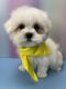 Maltese Puppies for sale in Brooklyn, New York. price: $1,100