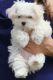 Maltese Puppies for sale in Crescent Valley, Nevada. price: $400