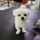 Maltese Puppies for sale in Batesburg, South Carolina. price: $400