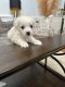 Maltese Puppies for sale in Rocky Mount, North Carolina. price: $700