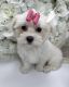 Maltese Puppies for sale in Waterbury, Connecticut. price: $1,000