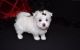 Maltese Puppies for sale in Tallmadge, OH, USA. price: NA