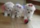 Maltese Cats for sale in Little Rock, AR, USA. price: NA
