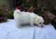 Maltese Puppies for sale in Akron, OH, USA. price: NA