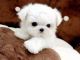 Maltese Puppies for sale in Providence, RI, USA. price: NA