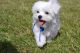 Maltese Puppies for sale in Broken Arrow, OK, USA. price: NA