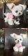 Maltese Puppies for sale in United States Postal Service, 100 PR-3, San Juan, 00924, Puerto Rico. price: NA