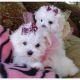 Maltese Puppies for sale in Providence, RI, USA. price: NA