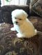 Maltese Puppies for sale in Del Rio, TX 78840, USA. price: NA
