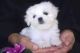Maltese Puppies for sale in New Shoreham, RI 02807, USA. price: NA