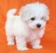 Maltese Puppies for sale in Switzerland. price: 500 CHF