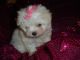 Maltese Puppies for sale in Portsmouth, RI, USA. price: NA